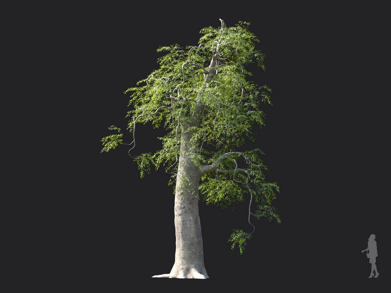 Maxtree - Plant Models Vol.130