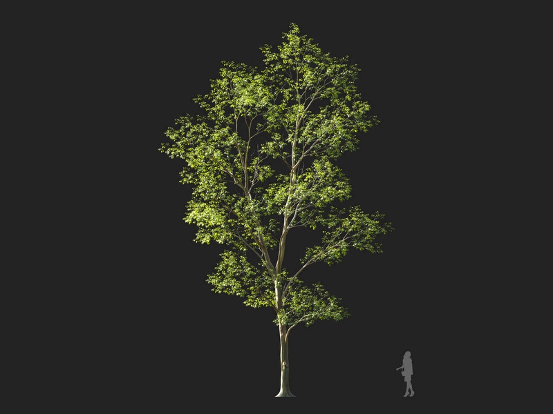 Maxtree - Plant Models Vol.114