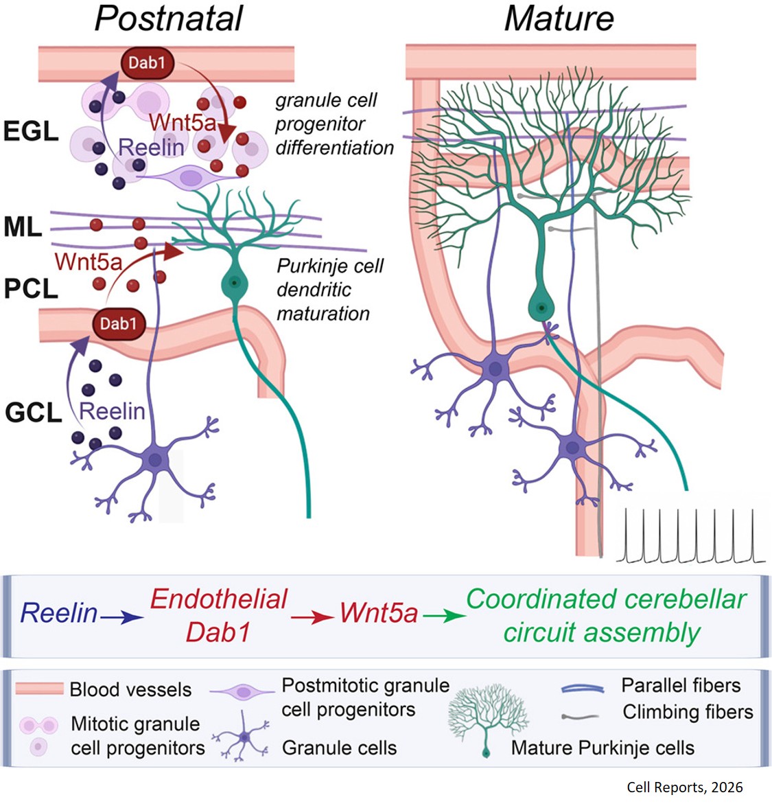 Vascular signals coordinate cerebellar circuitry development