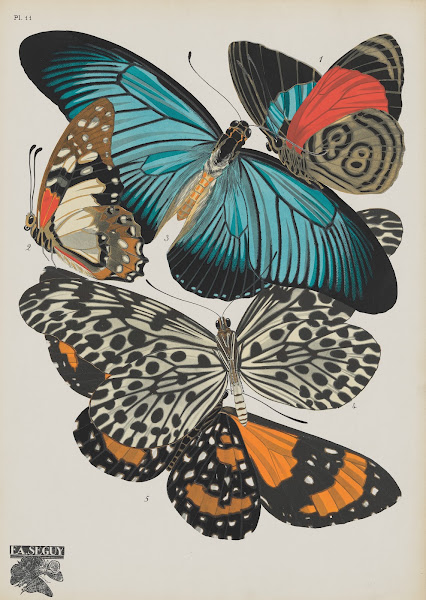 Papillons Pl11 1920
