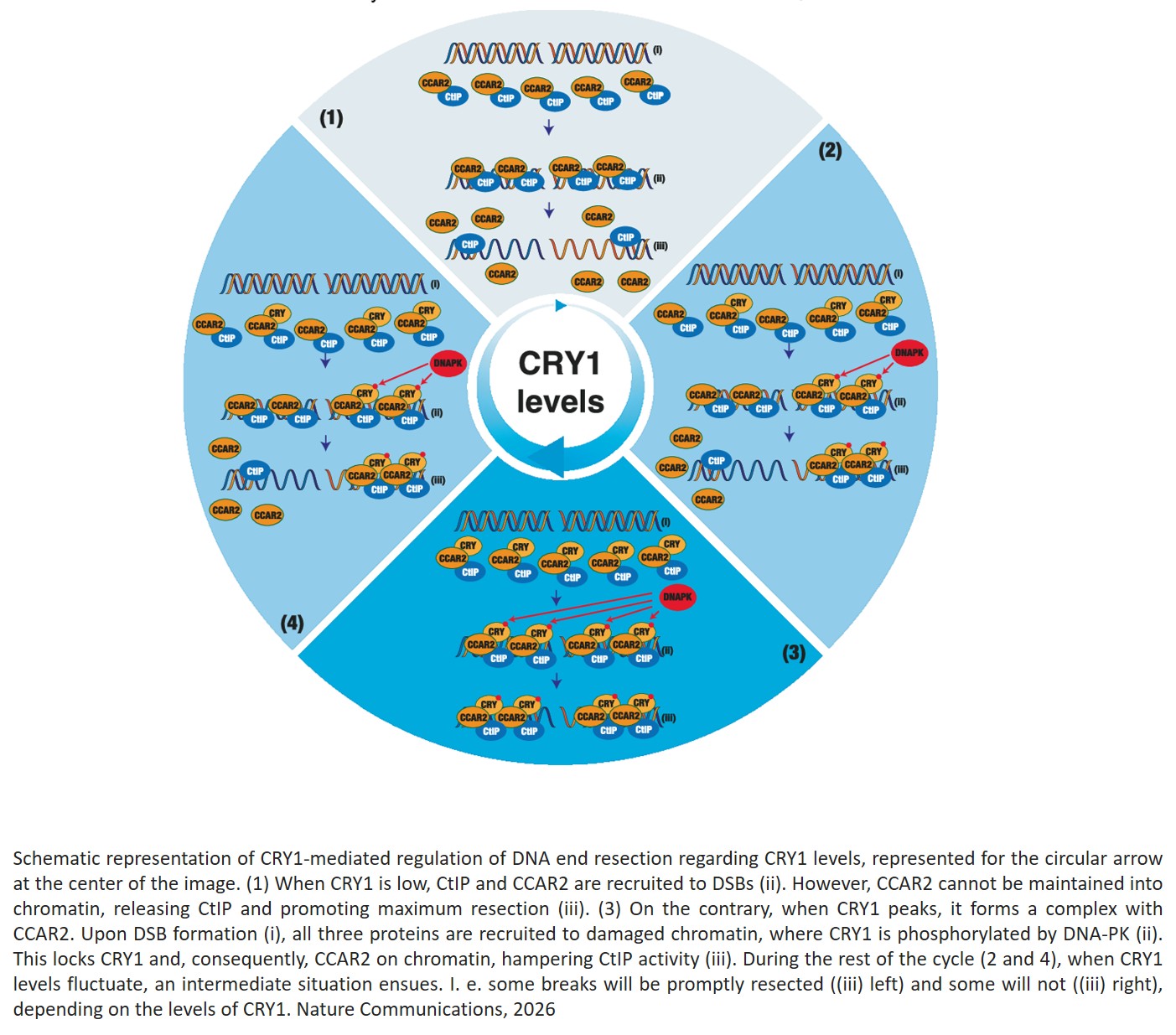 Circadian regulation of homologous recombination by cryptochrome1-mediated dampening of DNA end resection
