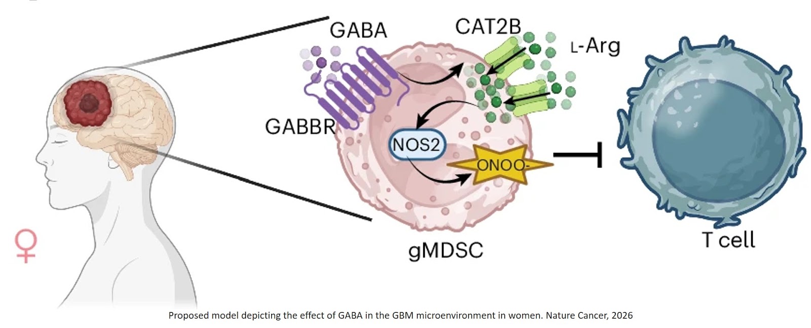 GABA signaling activation drives glioblastoma progression in female mice through myeloid-derived suppressor cells