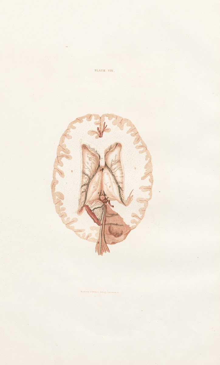 Anatomy of the brain Pl08 1854