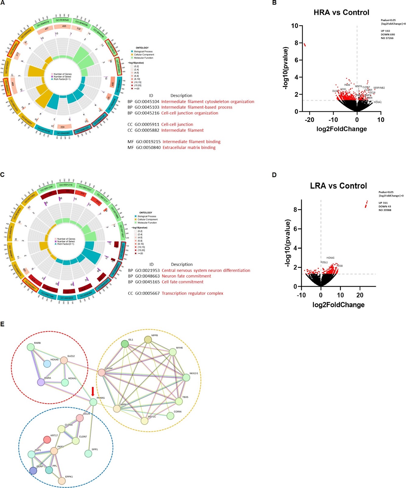 Retinoic acid modulation guides human-induced pluripotent stem cell differentiation towards left or right ventricle-like cardiomyocytes