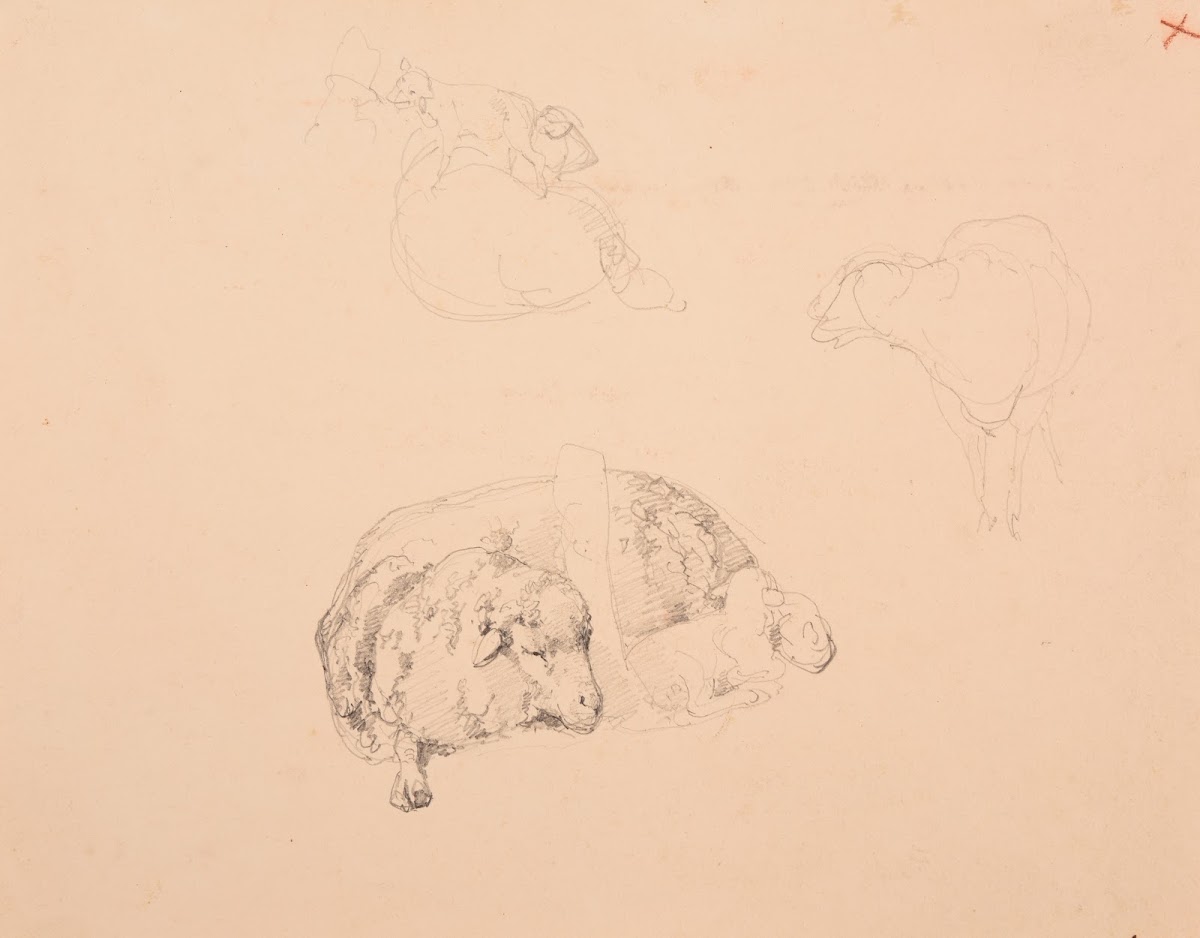 Études de moutons
