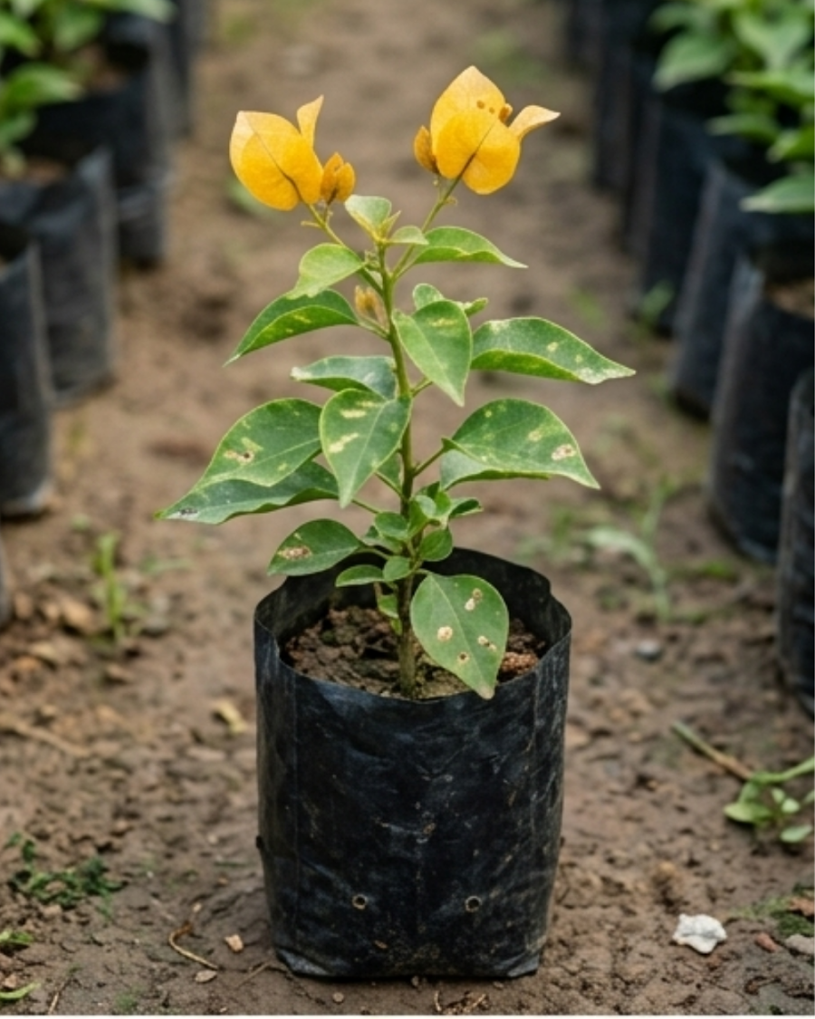 Imported Flame Yellow Bougainvillea Plant — view 2