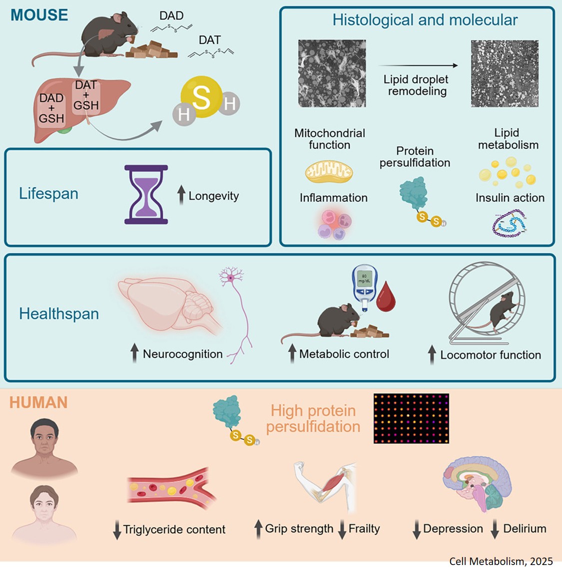 Enhanced non-enzymatic H2S generation extends lifespan and healthspan in male mice