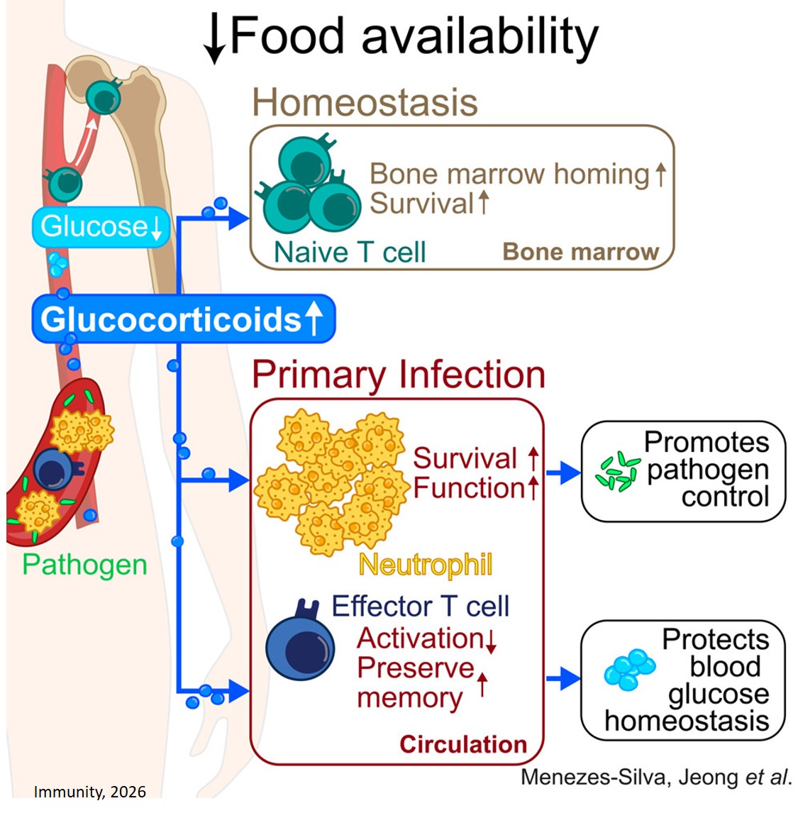 How dietary restriction rewires immunity to protect against infection