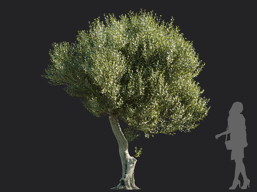 Maxtree - Plant Models Vol.113
