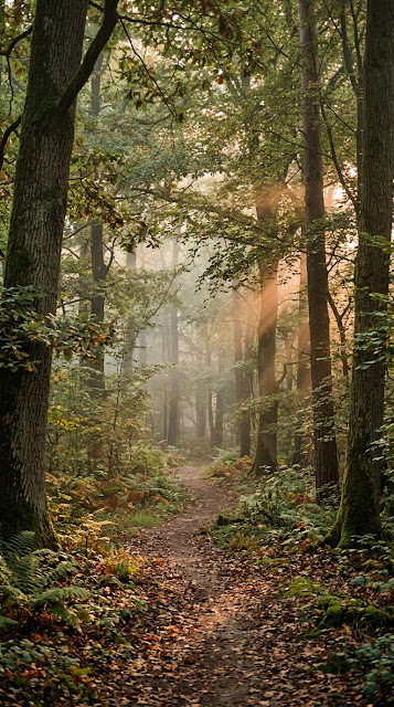 Peaceful Forest at Dawn with Gentle Mist and Dappled Light - Free mobile Wallpaper