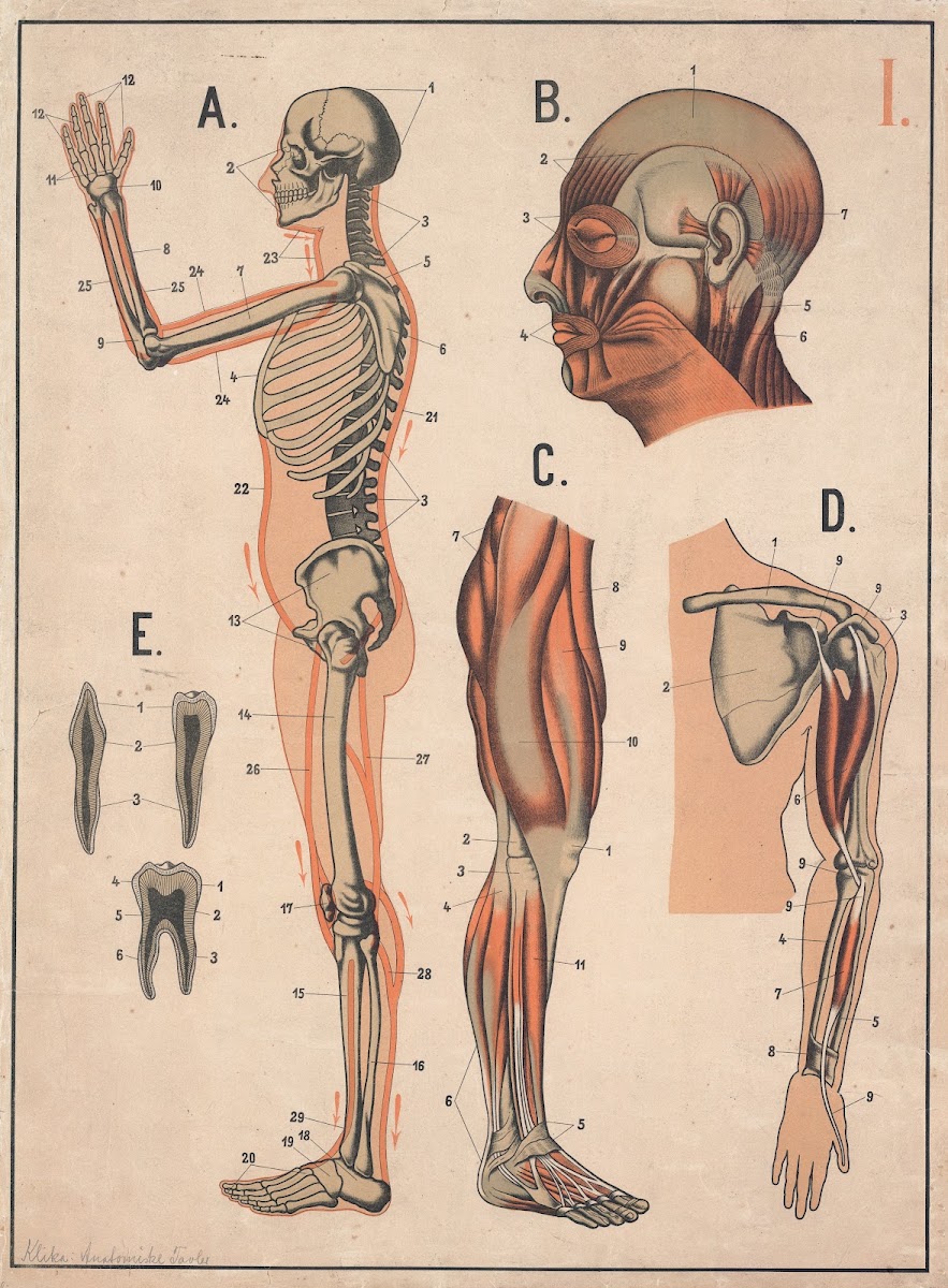 Skeleton and muscles 1890