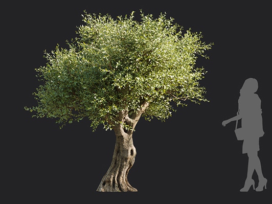 Maxtree - Plant Models Vol.113