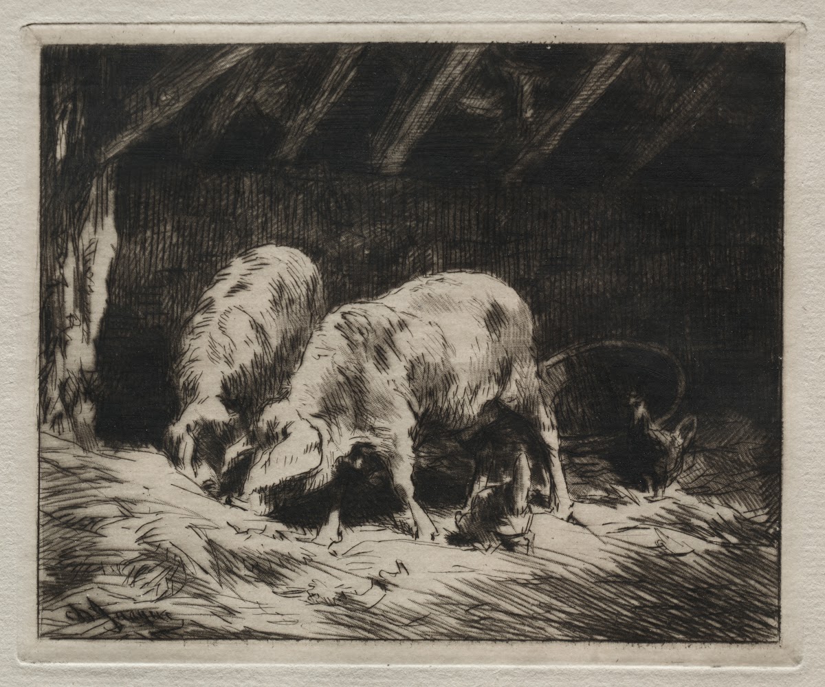 Two Pigs 1884