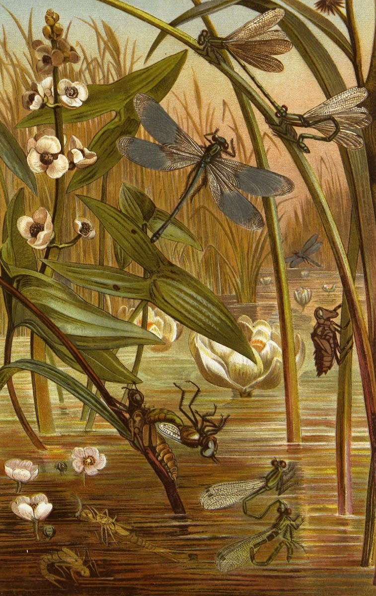 Die Insekten Tausendfussler und Spinnen Pl 15 1877