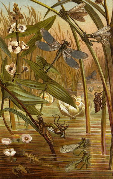 Die Insekten Tausendfussler und Spinnen Pl 15 1877
