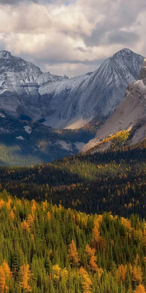 Golden Larch Mountain Valley 5K Wallpaper Background