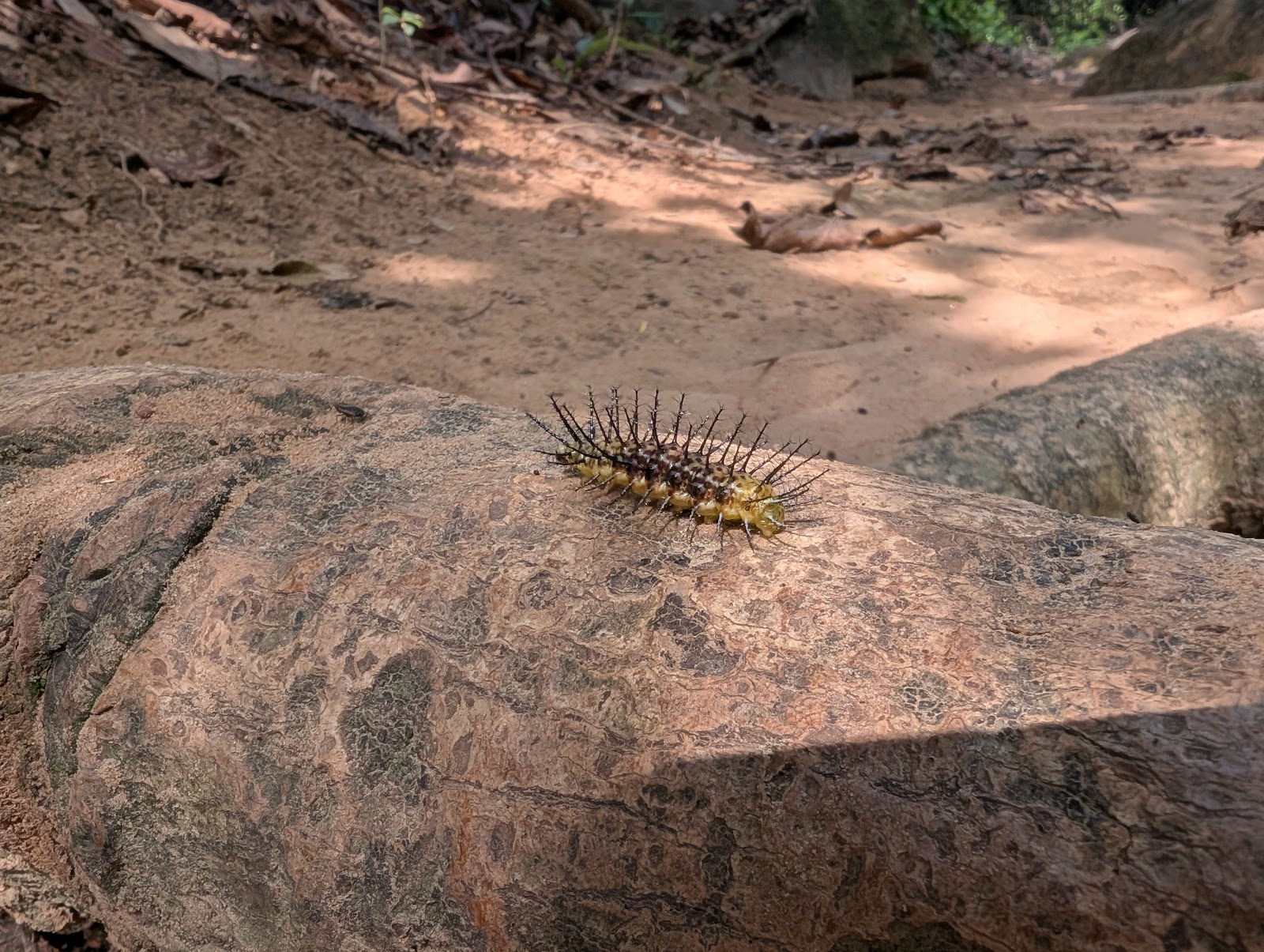 A mostly yellow caterpillar with dozens of long, thin
                 spikes arrayed all across its body
