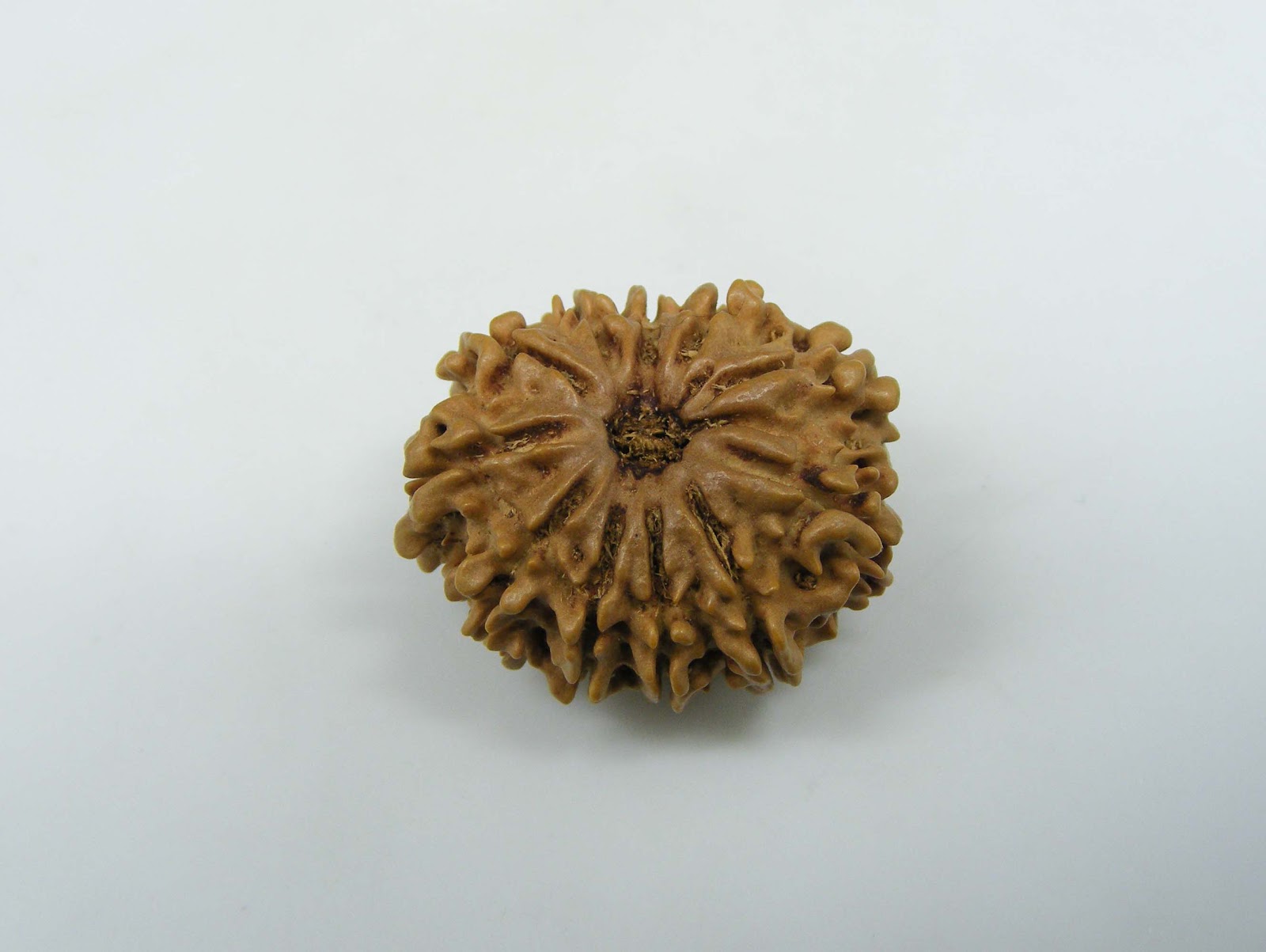Natural 11 Mukhi Rudraksha 
