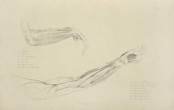Two views of musculature of the arm 1833