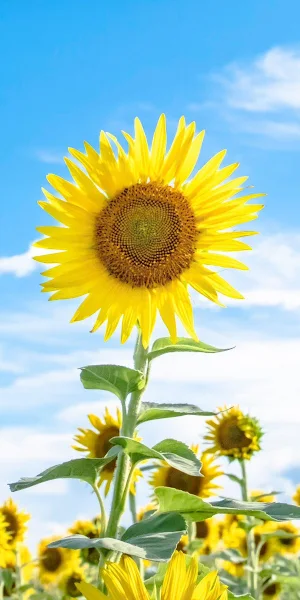 Sunflowers And Blue Sky  Nature 4K Wallpaper Background