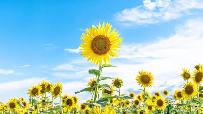 Sunflowers And Blue Sky  Nature 4K Wallpaper Background