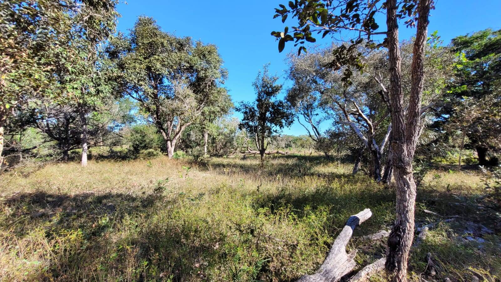 Fazenda em União - PI 9