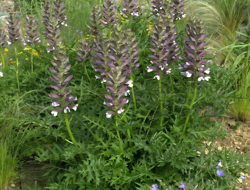 Acanthus spinosus 'Sennii' in piena fioritura con spighe violacee in un giardino mediterraneo