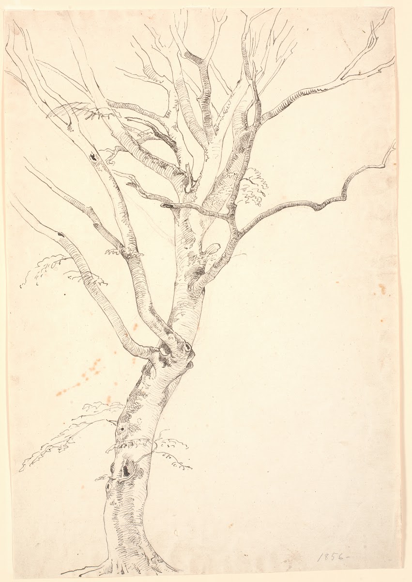 Afbladet bøgetræ 1856