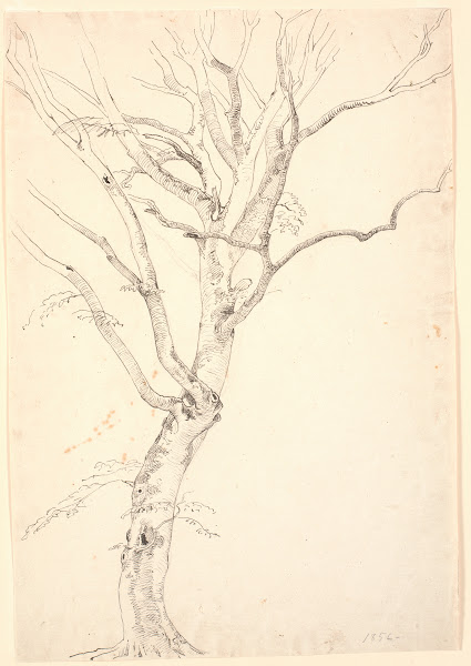 Afbladet bøgetræ 1856
