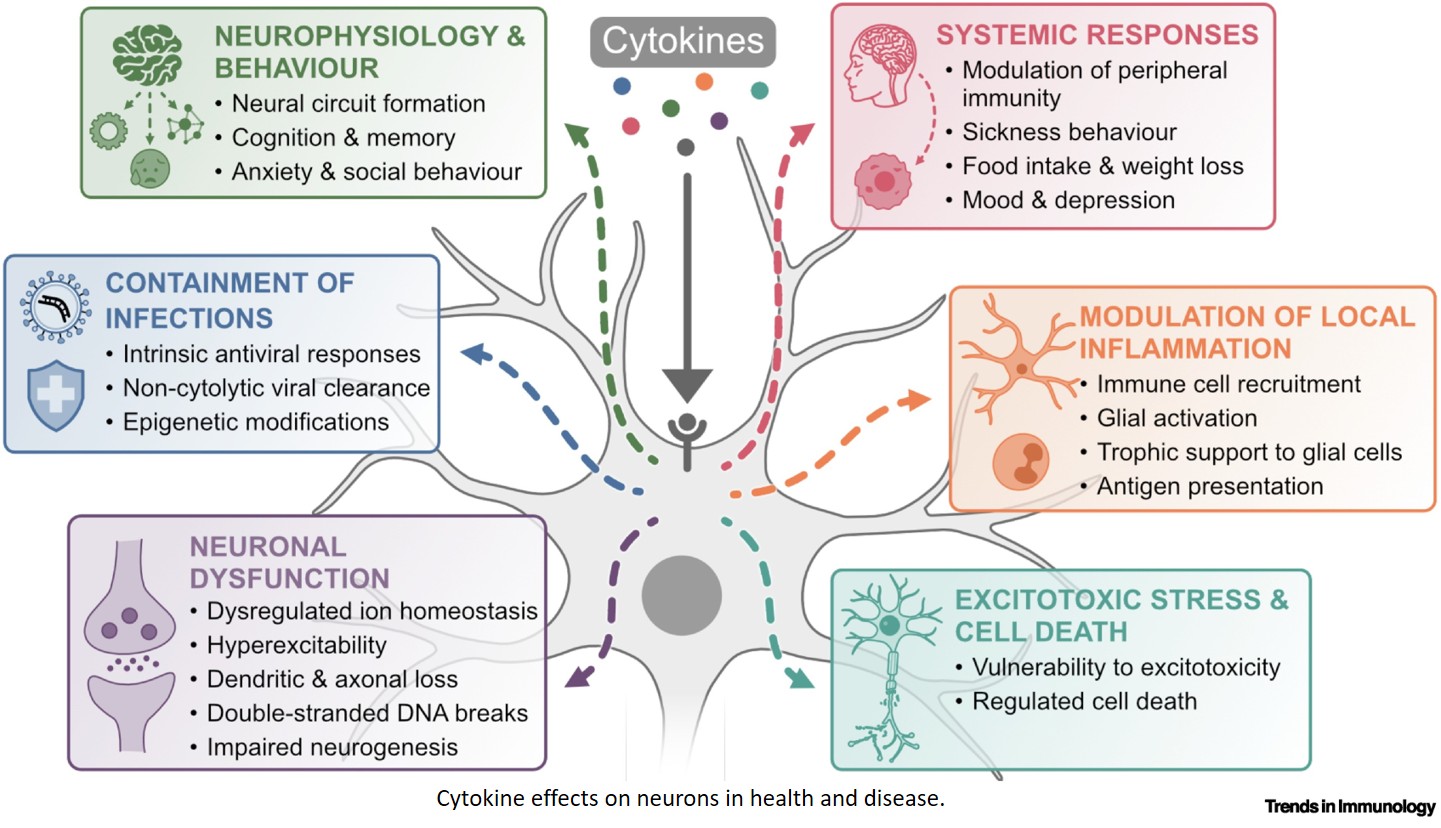 Neurons as cytokine sensors in the central nervous system