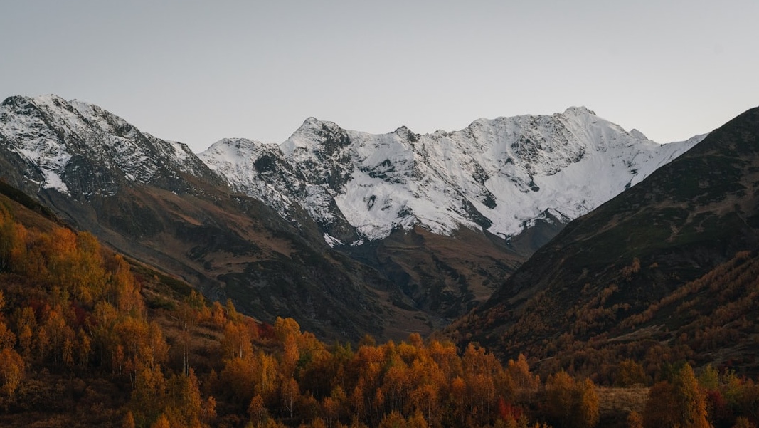 2026년 최신 매화 개화현황 실시간 정보: 놓쳐서는 안 될 인생샷 명소 가이드