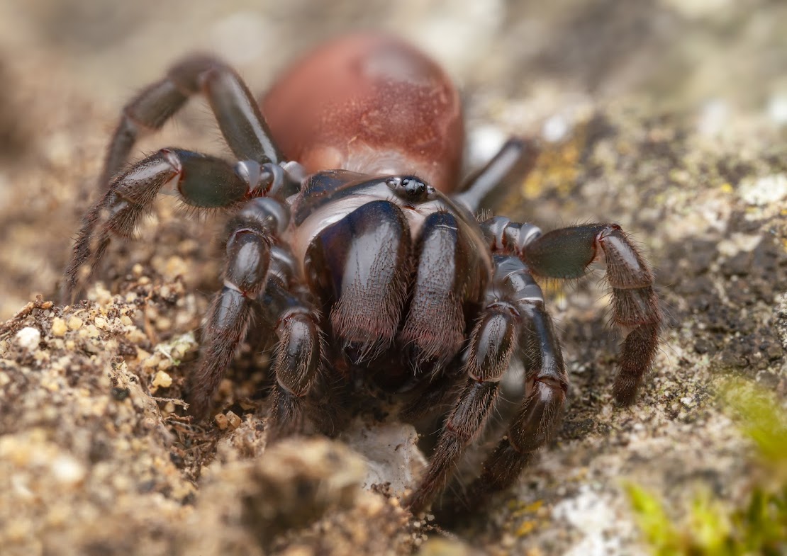 Atypus affinis