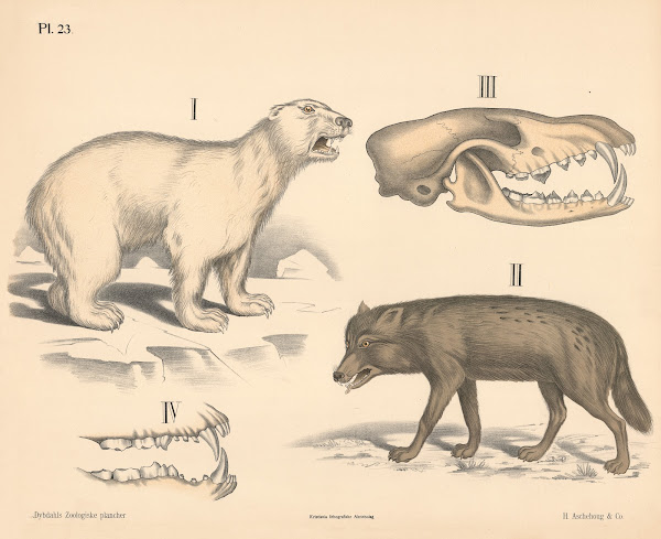 Pattedyr Rovdyr variant 1 1881