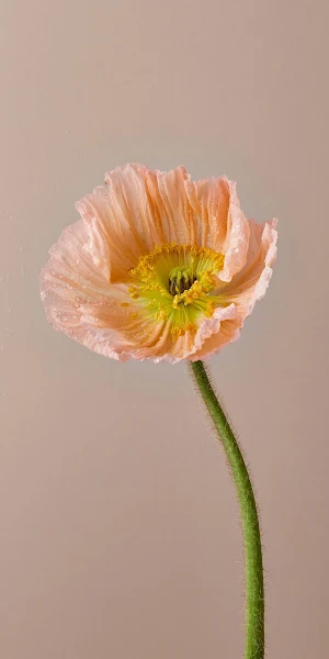Poppy Flower, Floral, Soft Light, Botanical Full HD iPhone Wallpaper Background