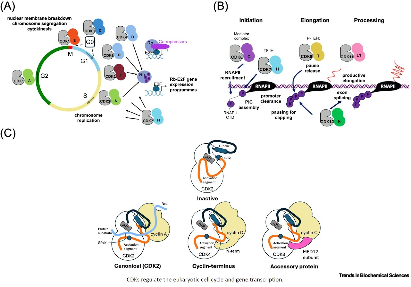 Diversity in CDK structural mechanisms of regulation and drug discovery opportunities