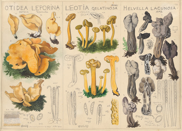 Otidea leporina Leotia gelatinosa Helvella lacunosa 1915 1945