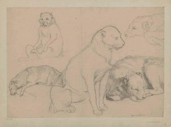 Five dog studies 1860   1920
