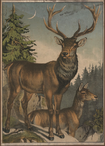 Red deer 1884