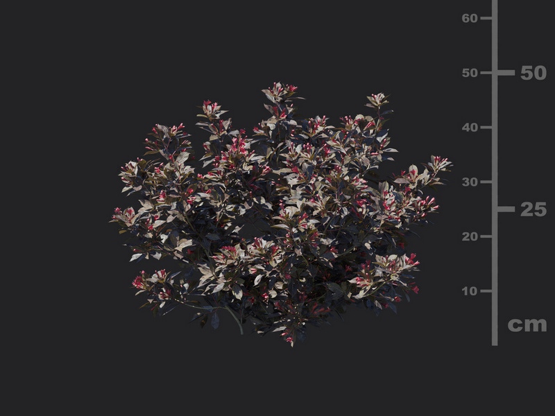 Maxtree - Plant Models Vol.116
