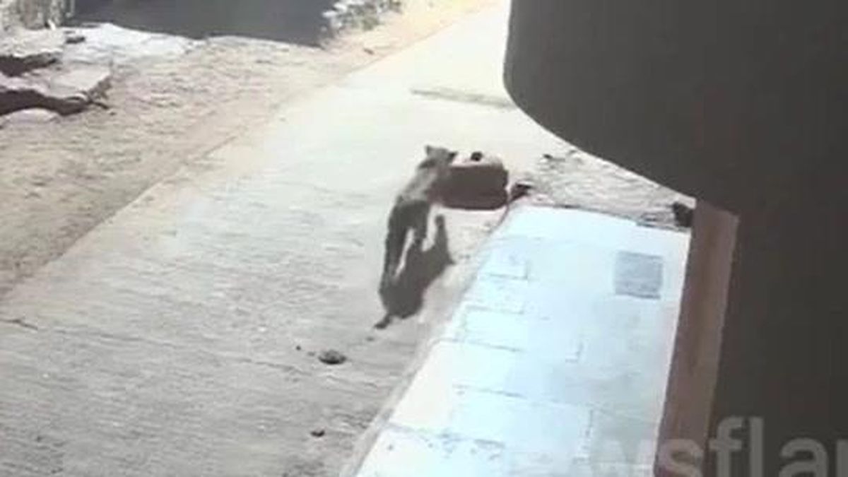 Báo hoang lẻn vào khu dân cư săn mồi, bị chó nhà phản công đến tháo chạy - Tạp chí Doanh Nghiệp Việt Nam