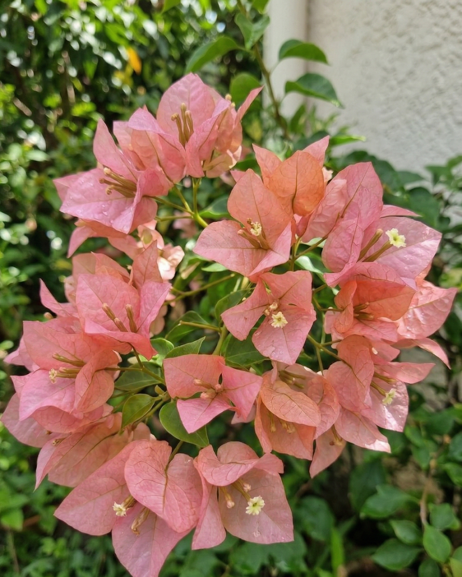 Imported Kayata Bougainvillea Plant — view 6