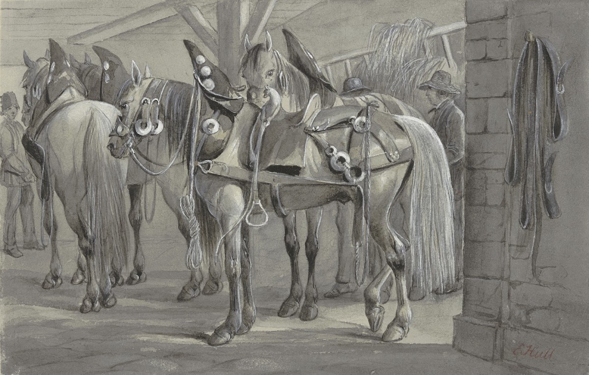 Harnessed horses