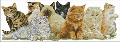 CMP OK003 Only The Cats