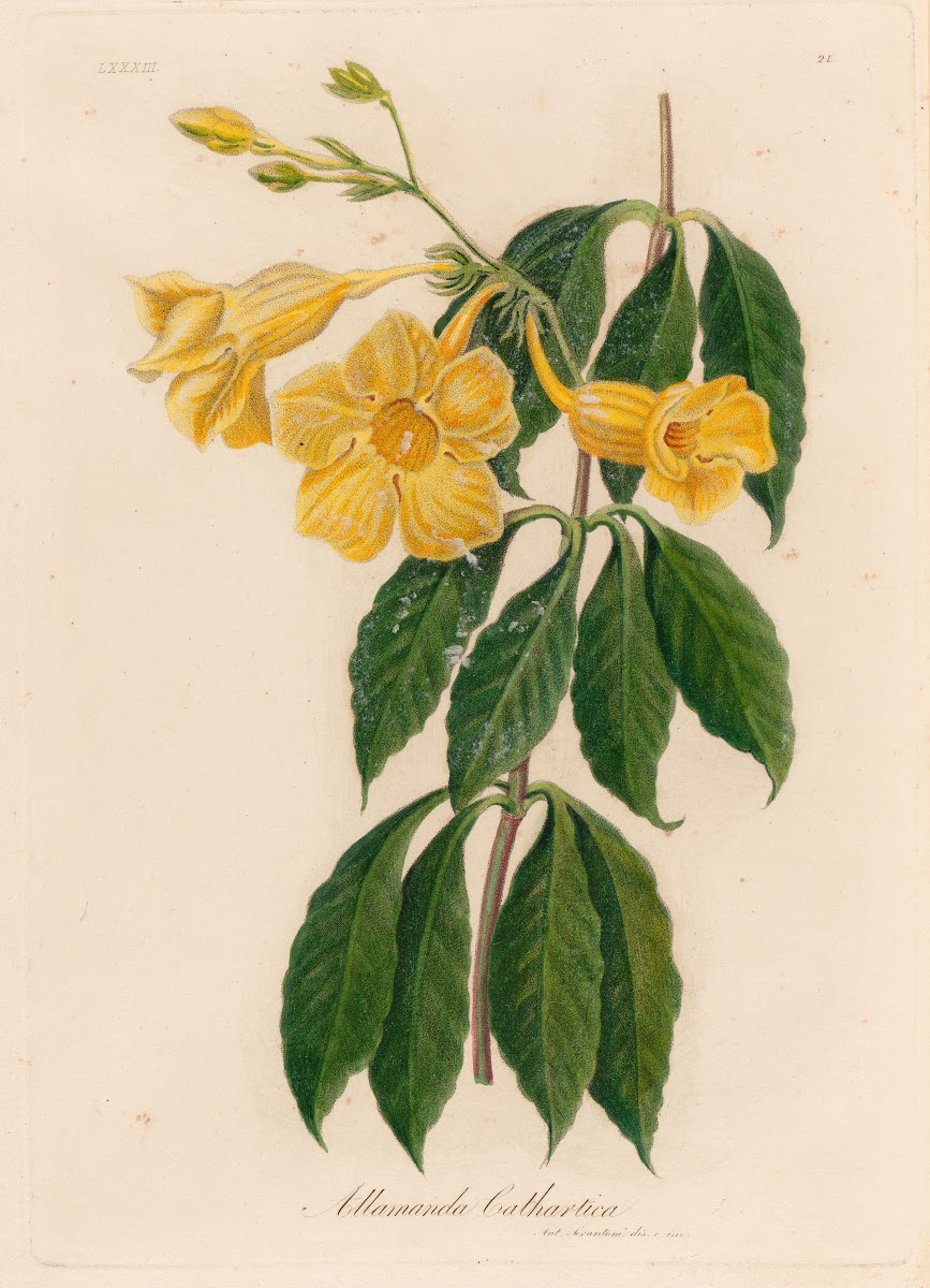 Allamanda Cathartica 1818 1824
