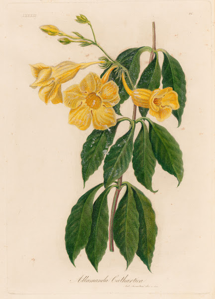 Allamanda Cathartica 1818 1824