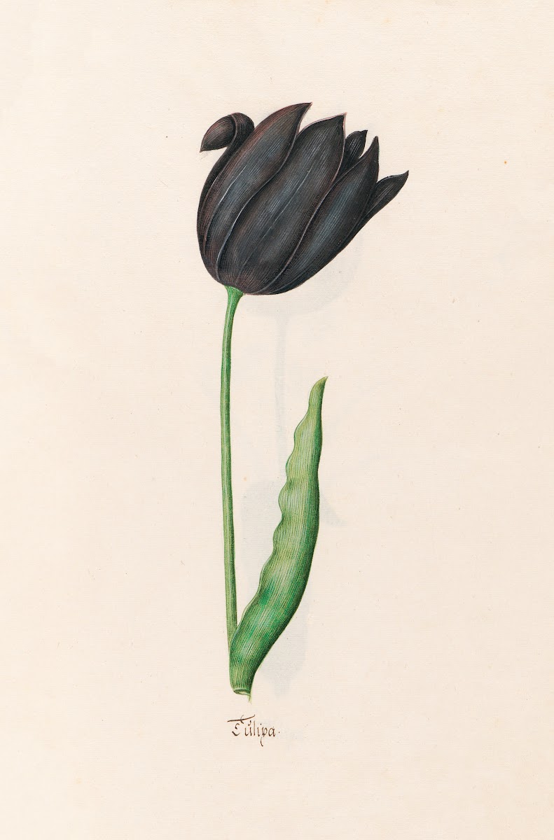 Tülipa 1692