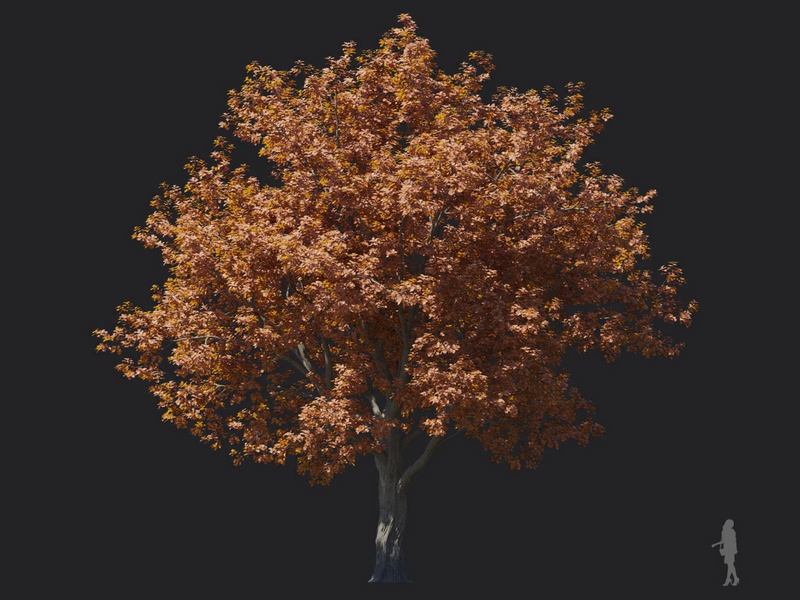 Maxtree - Plant Models Vol.116