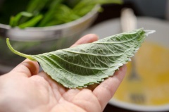 Trải lá tía tô ra, nhúng mặt trong vào 1 lớp bột mỏng. Sau đó thêm 1 muỗng nhân thịt heo vào trung tâm rồi gấp nếp lá lại, ấn cạnh lá cố định. Lăn lá tía tô cuốn nhân qua một lớp trứng gà đánh tan.