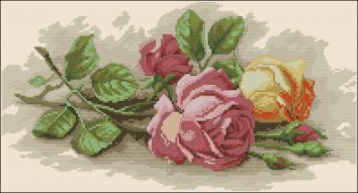 DIM13720 Rose Cuttings