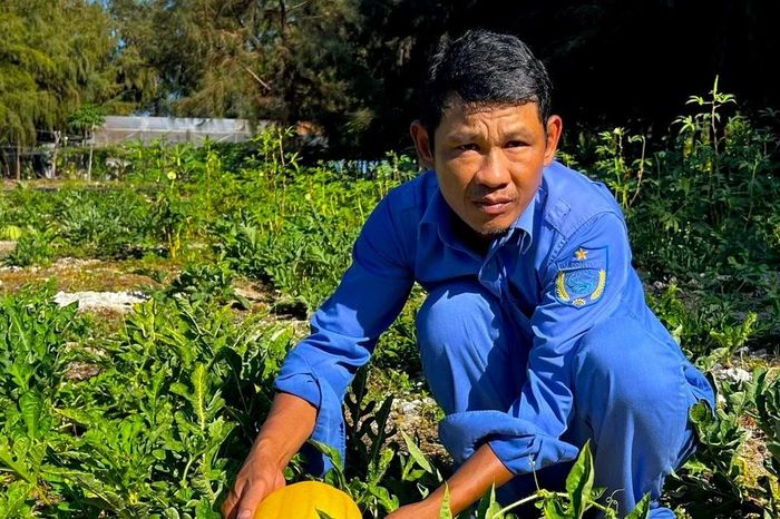 Dưa hấu vàng đơm hoa, kết quả trên đảo Đá Tây A - Báo Tiền Phong
